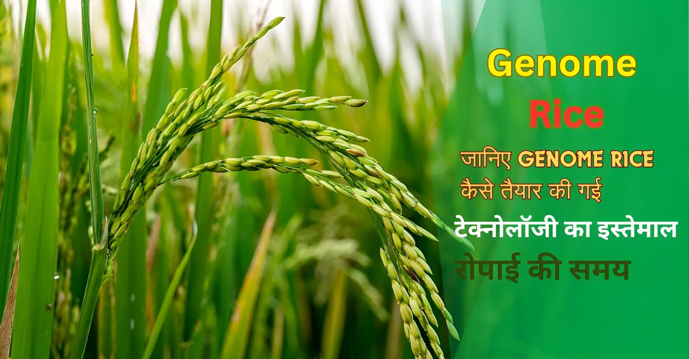 Genome Rice