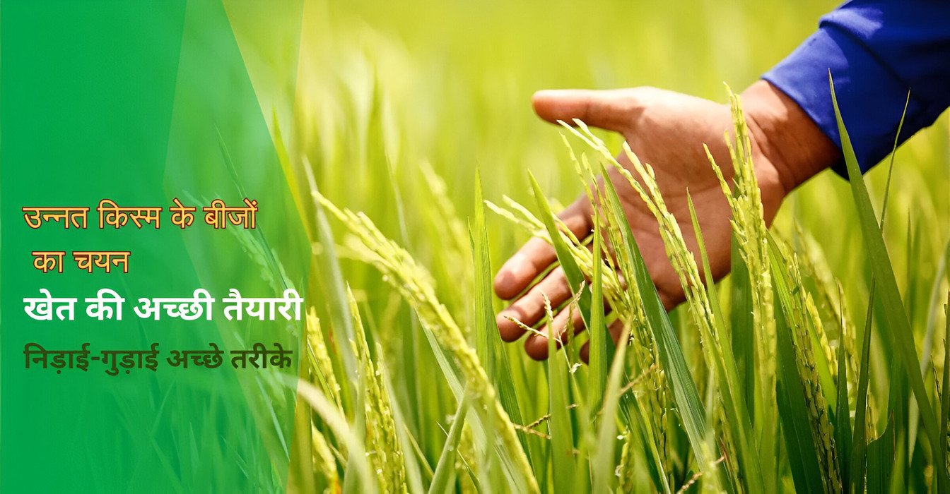 Increase production of paddy