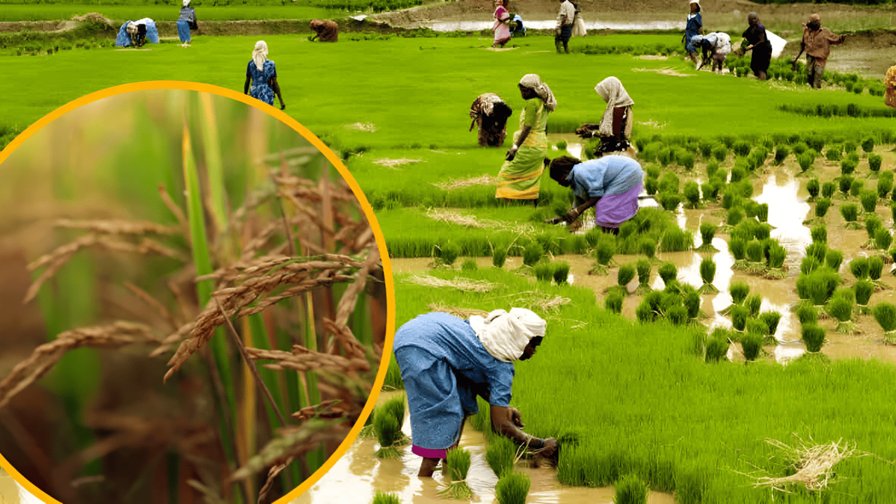 Paddy Farming Tips: खेतों में धान की रोपाई हो गई पूरी, फसल के दुश्मनों की भी होने वाली है एंट्री, जानें इसके बचाव