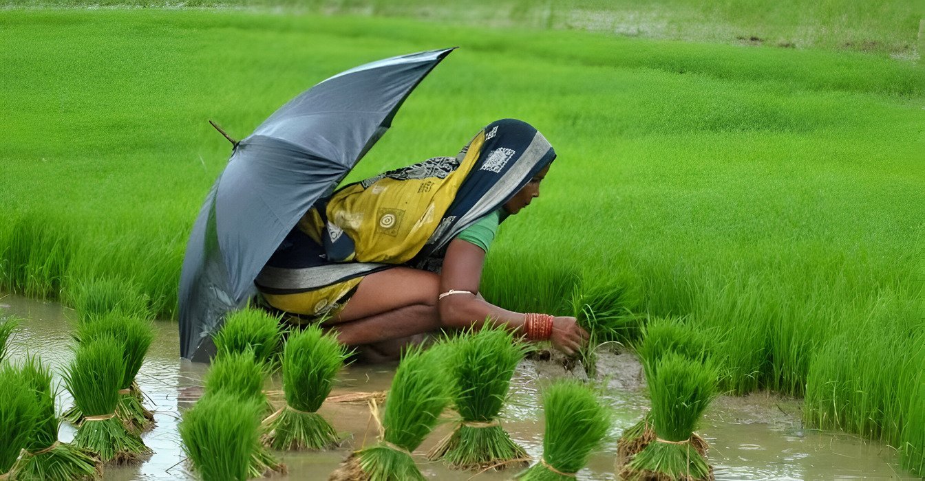 Paddy Farming Tips
