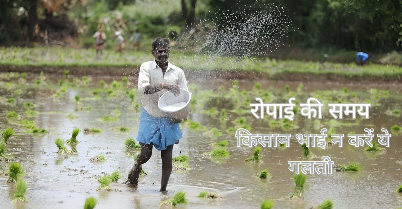 Paddy News