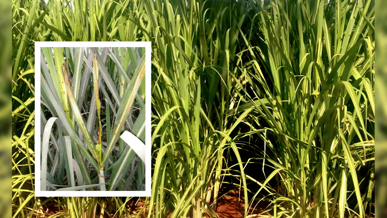 sugarcane News: गन्ने की फसल में लग रहा खतरनाक रोग, तो इस दवा का कर दें छिड़काव, मिल जाएगा छुटकारा और फसल होगी शानदार